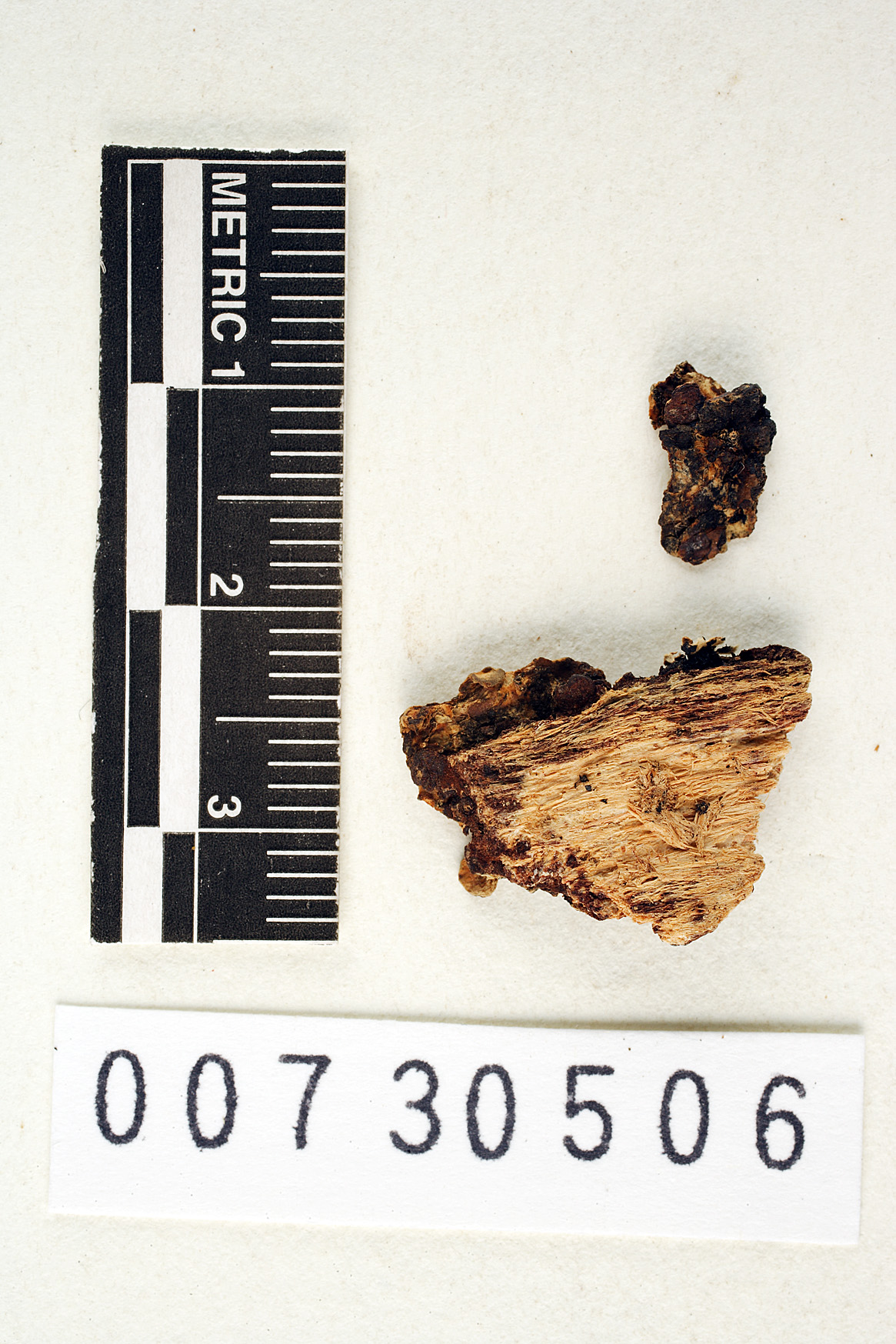 Dichomitus image