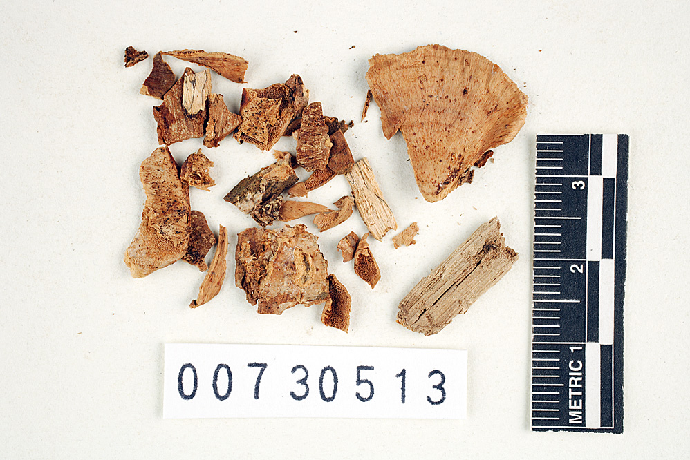 Polyporus armenicolor image