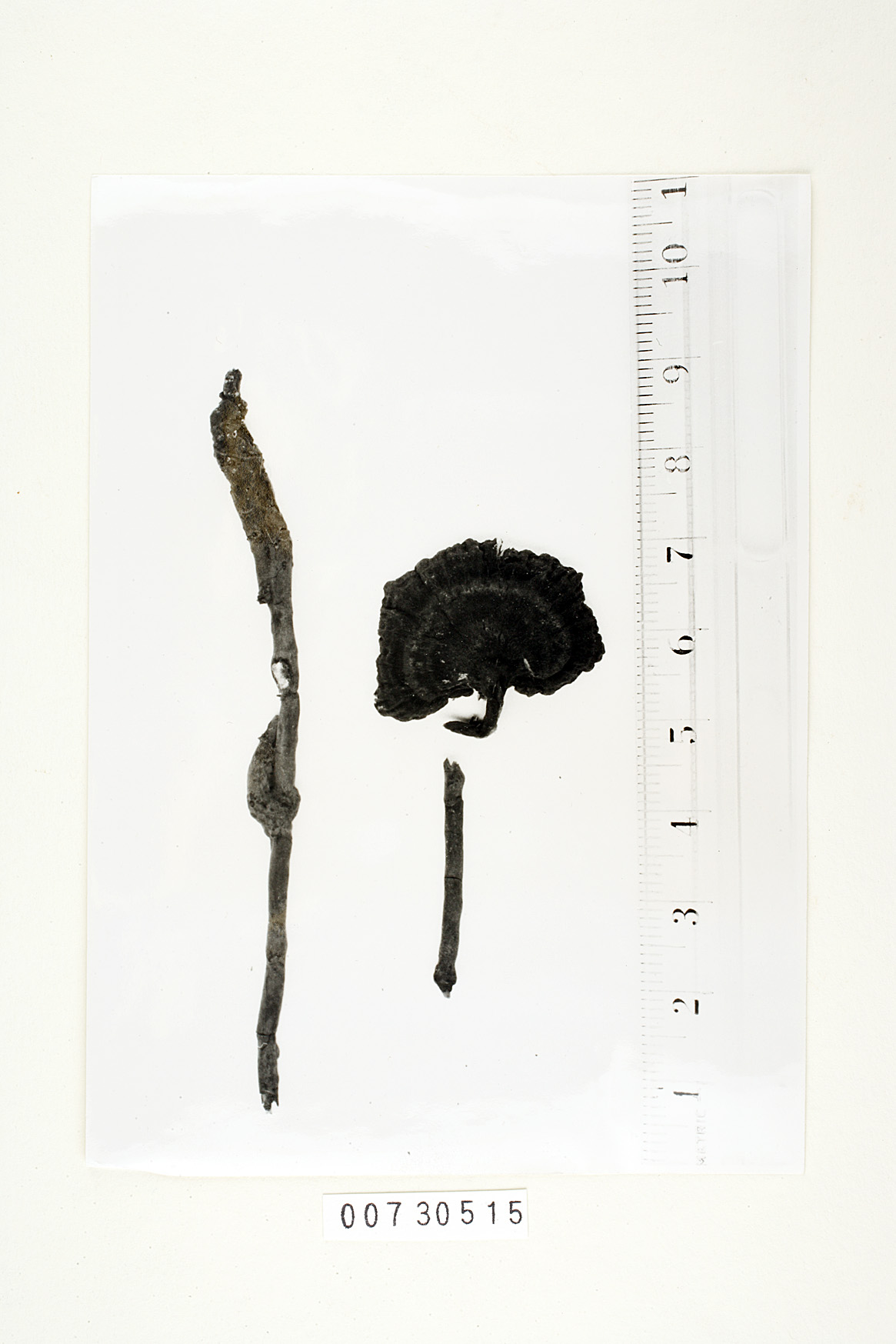 Polyporus atropurpureus image