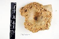 Polyporus underwoodii image