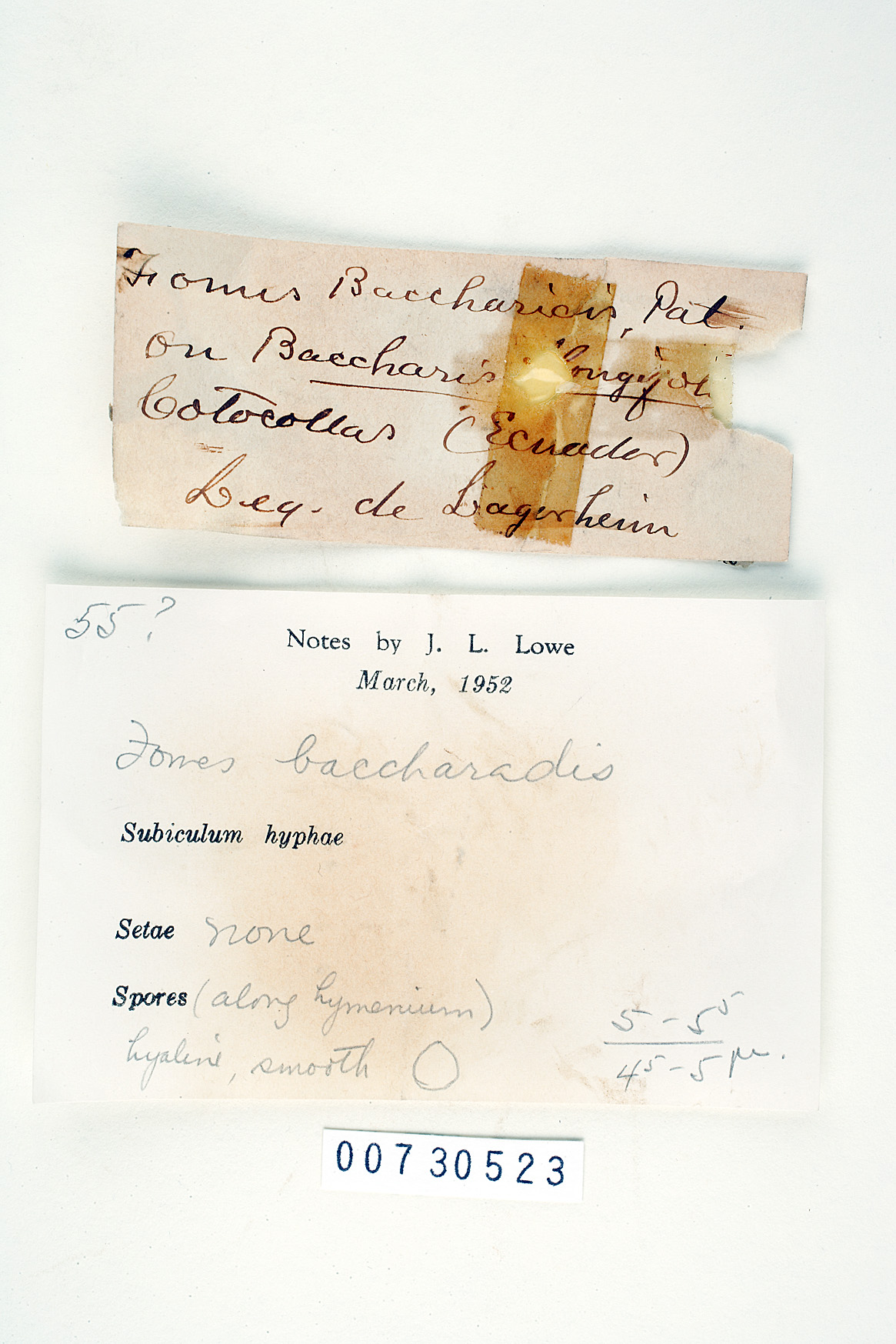 Phellinus baccharidis image