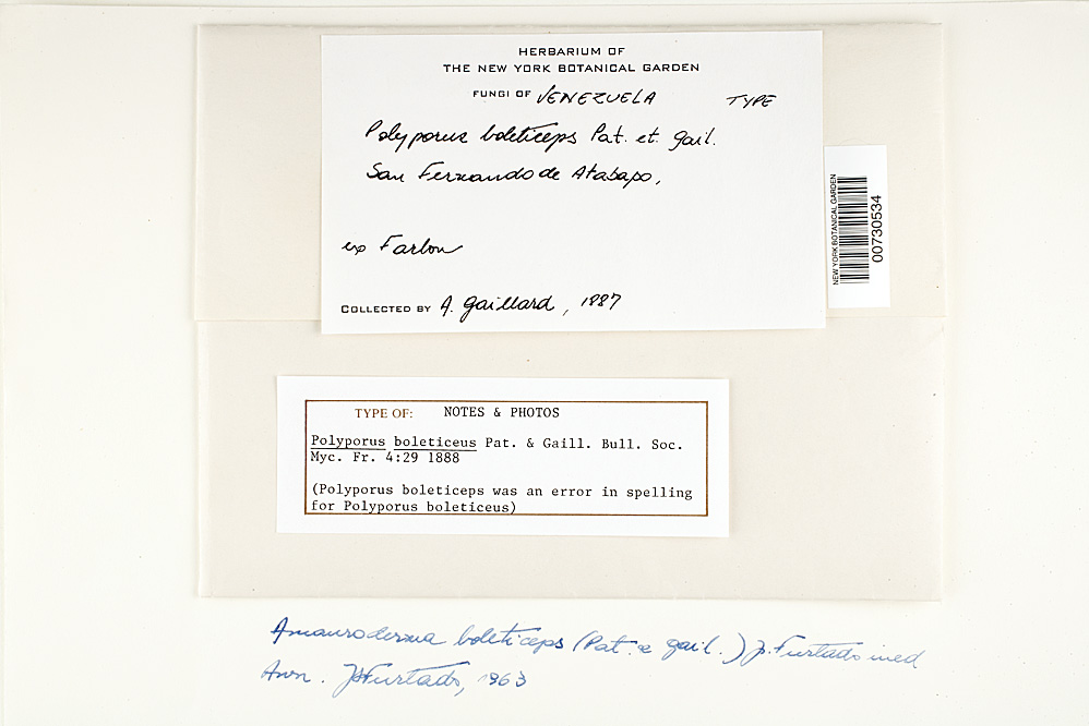 Amauroderma boleticeum image