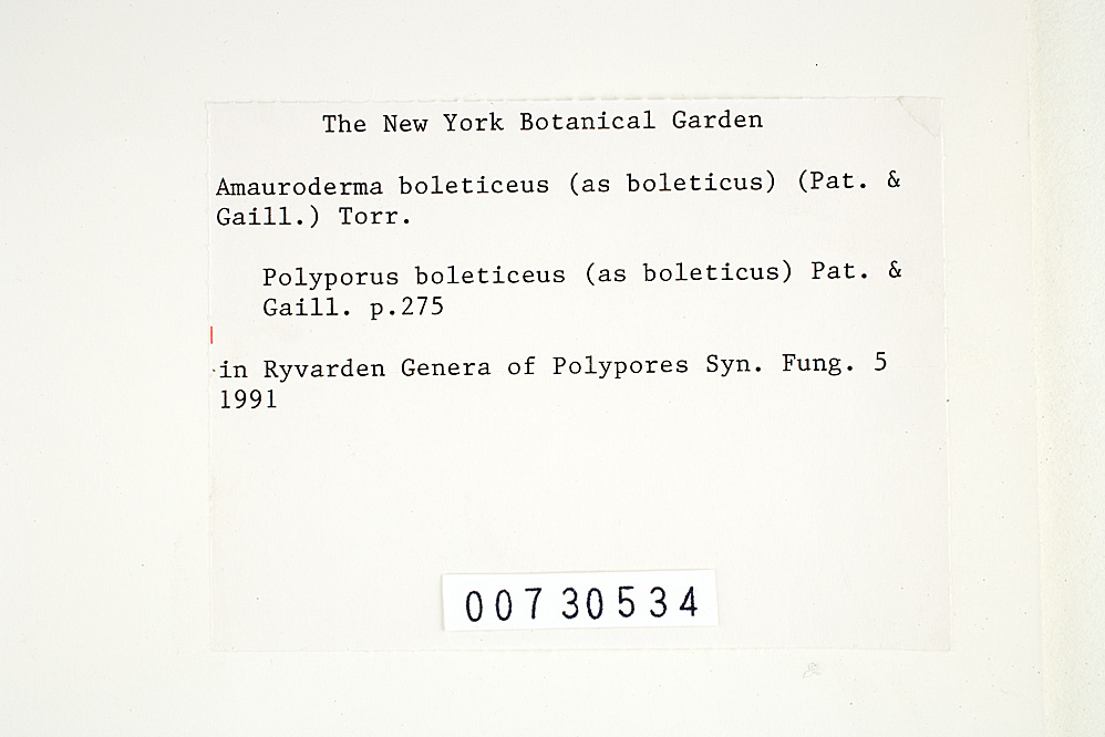 Amauroderma boleticeum image