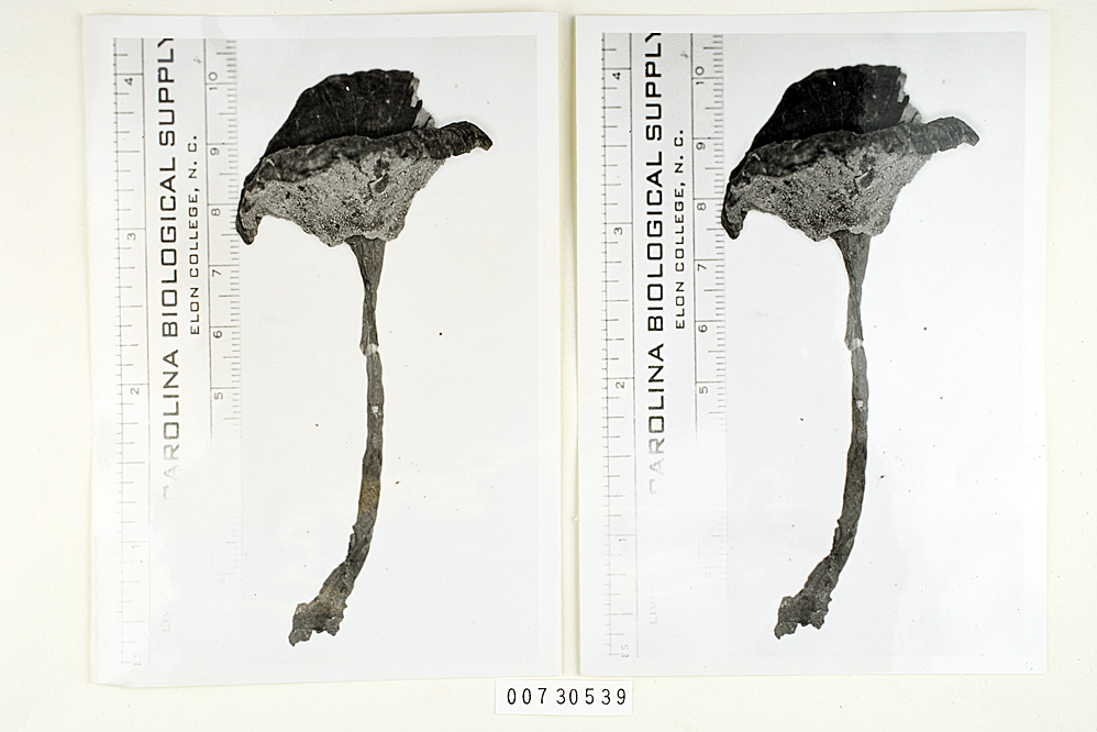 Amauroderma calcigenum image