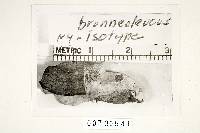 Coriolopsis brunneoleuca image
