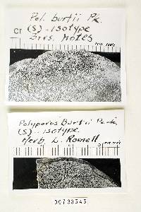 Bjerkandera adusta image