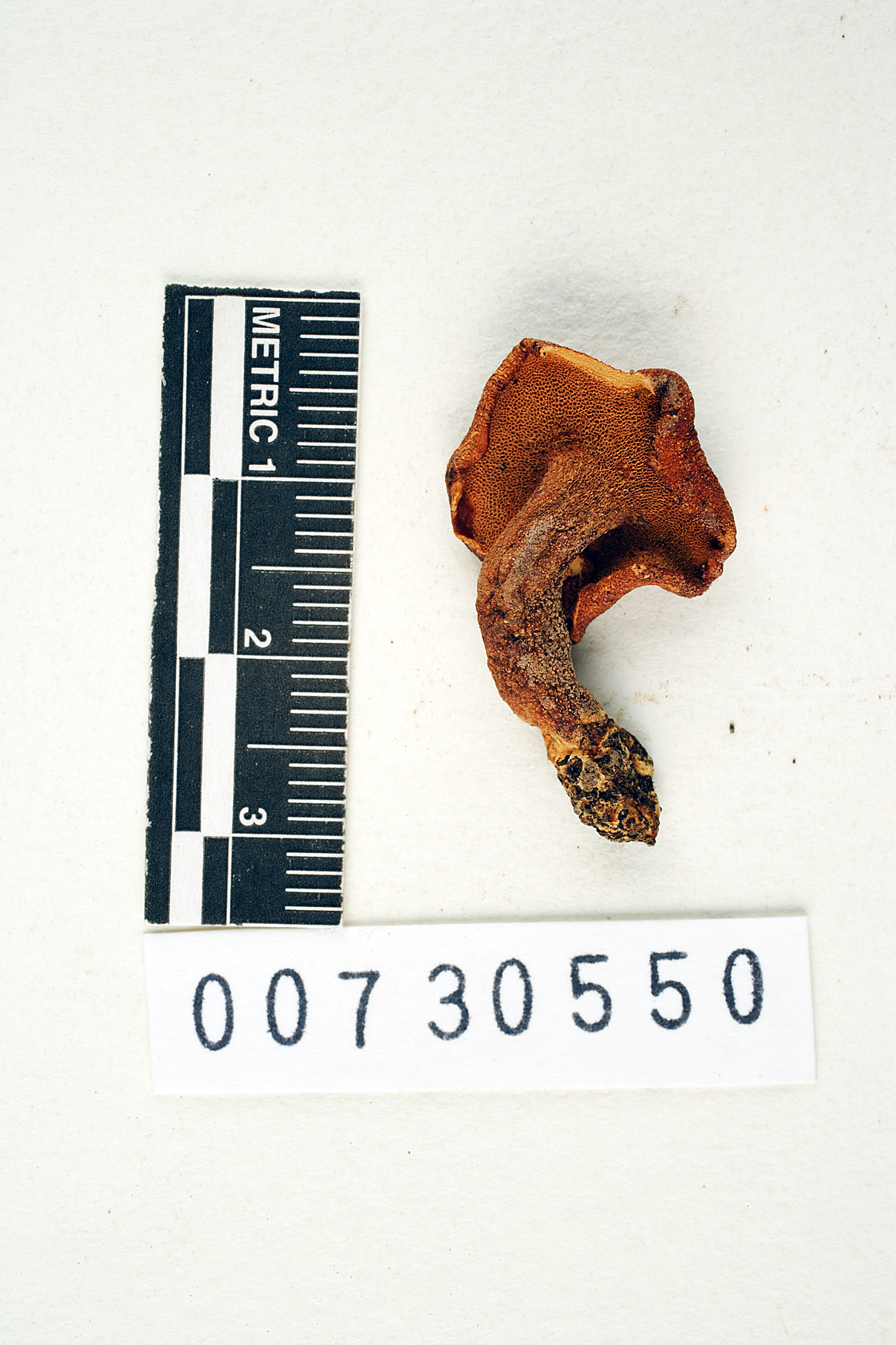 Polyporus caeruleoporus image
