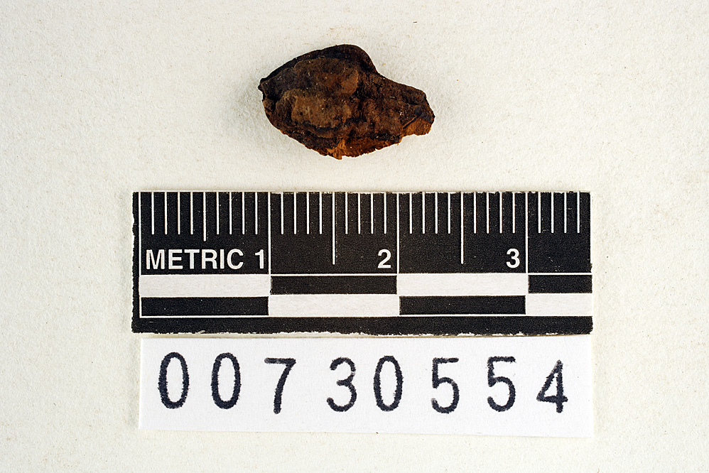 Polyporus calcitratus image