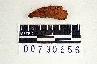 Phellinus gilvus image
