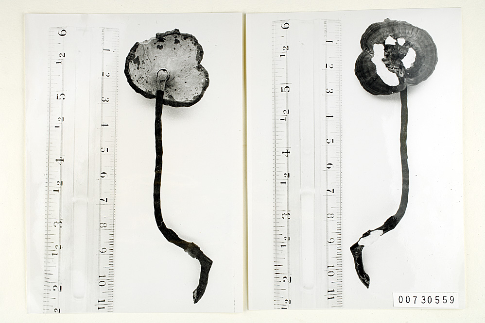 Polyporus camerarius image