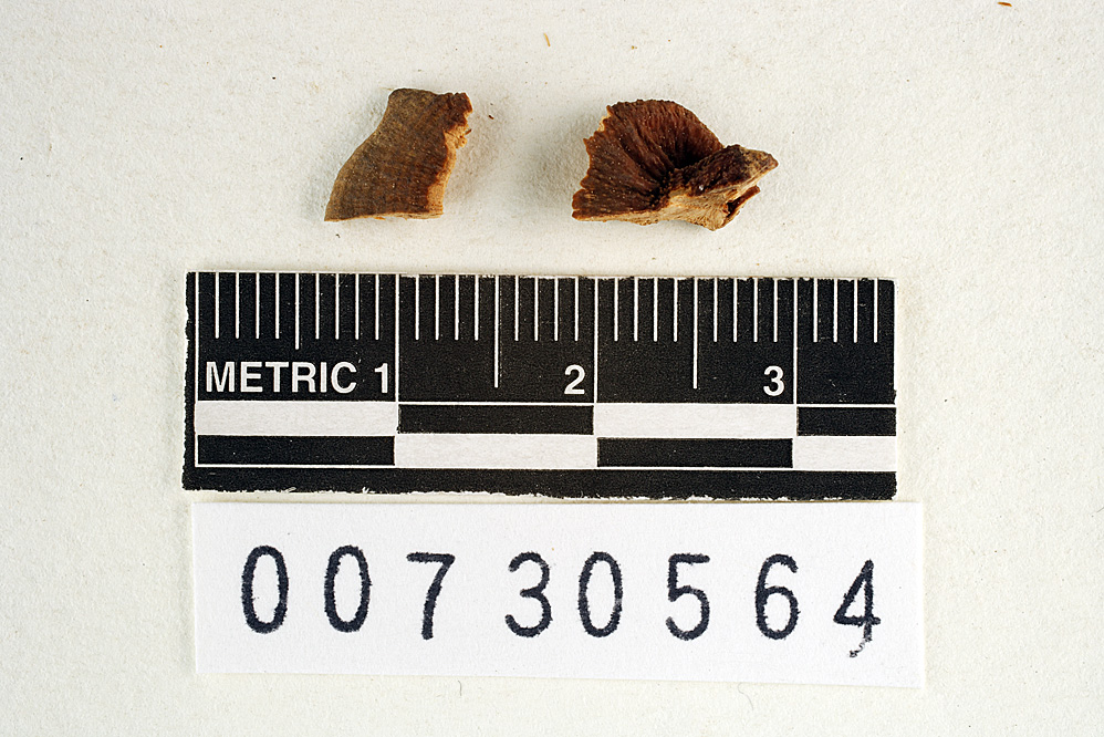 Nigroporus durus image