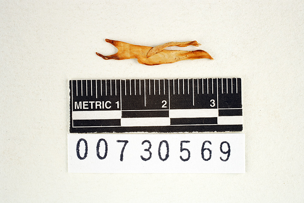Antrodiella versicutis image