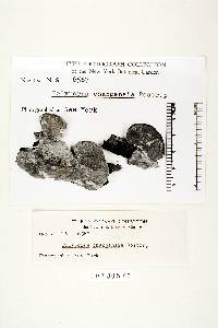 Polyporus changensis image