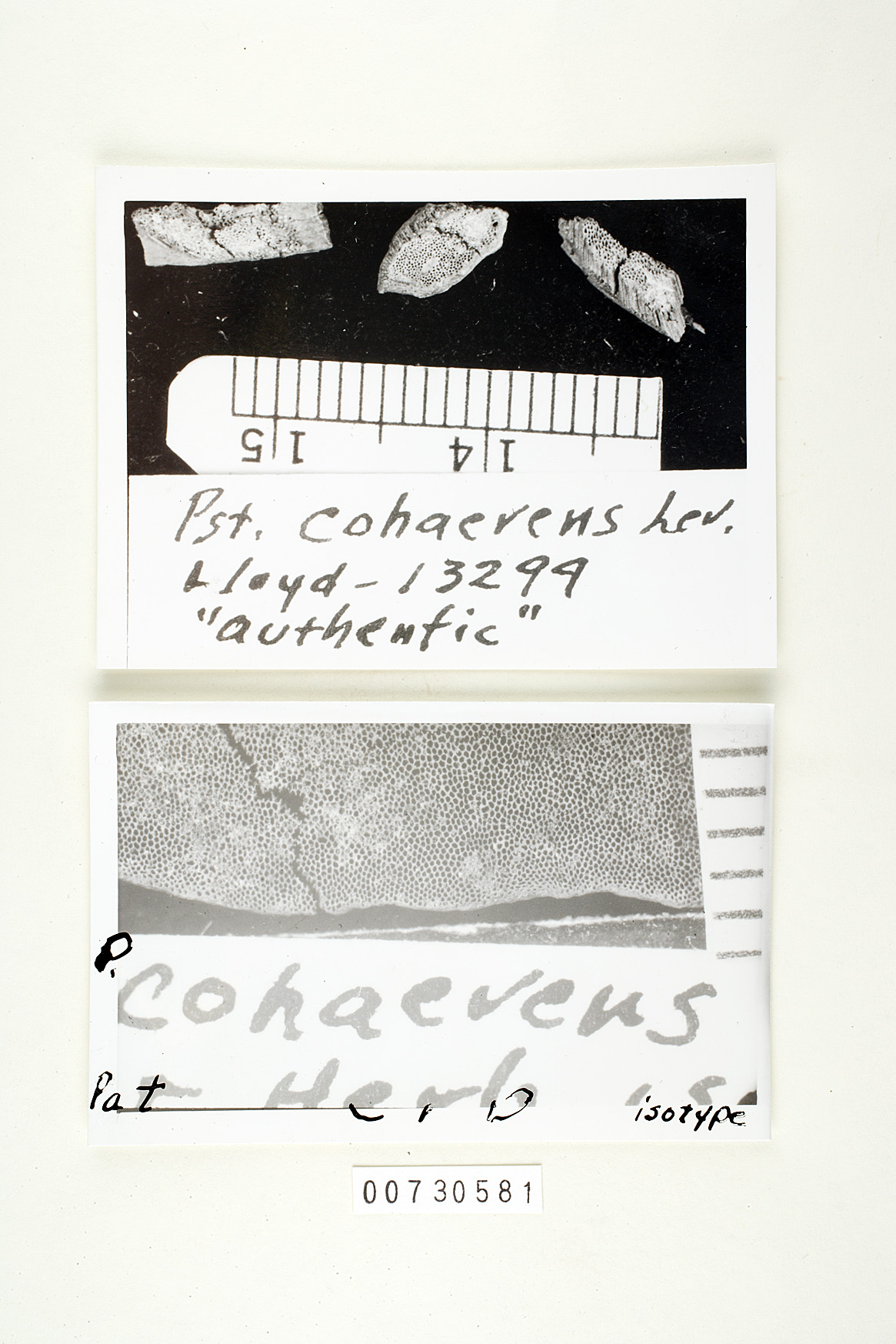 Coriolopsis aspera image