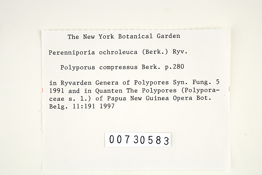 Perenniporia ochroleuca image
