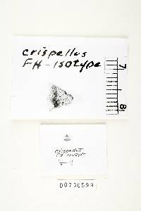 Polyporus crispellus image