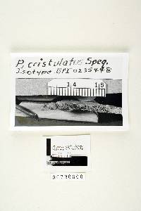 Polyporus cristulatus image