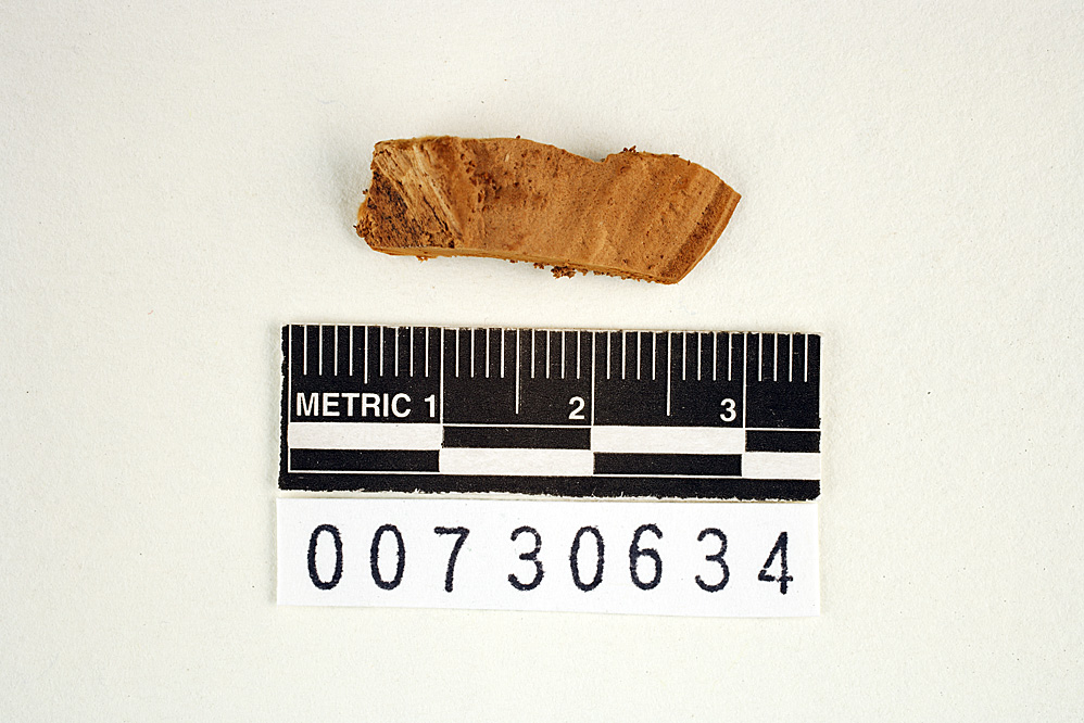 Trametes modesta image