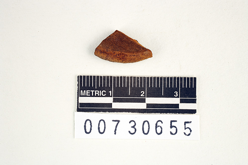 Fomes extensus image