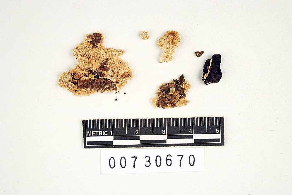 Junghuhnia fimbriatella image