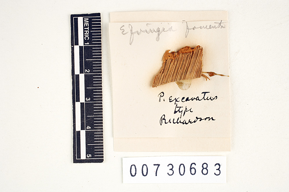Polyporus fomentarius var. excavatus image
