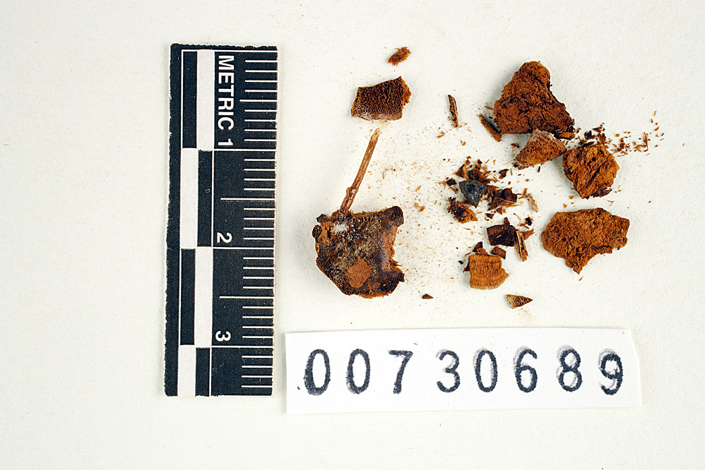 Phylloporia fruticum image