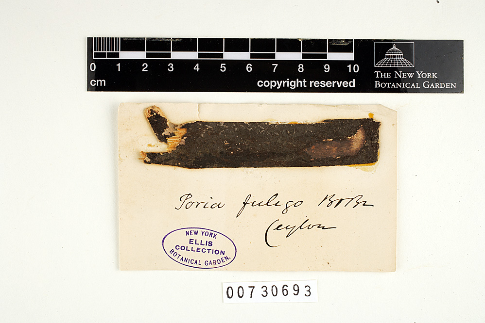 Grammothele fuligo image