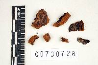Phellinus gilvus image