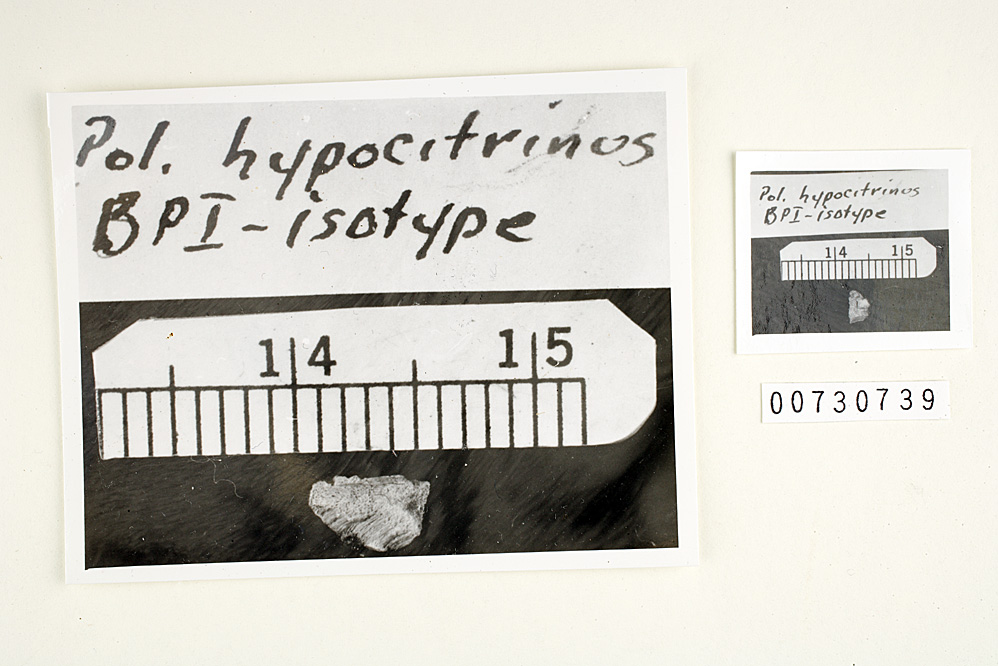 Polyporus hypocitrinus image