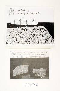 Polyporus illotus image