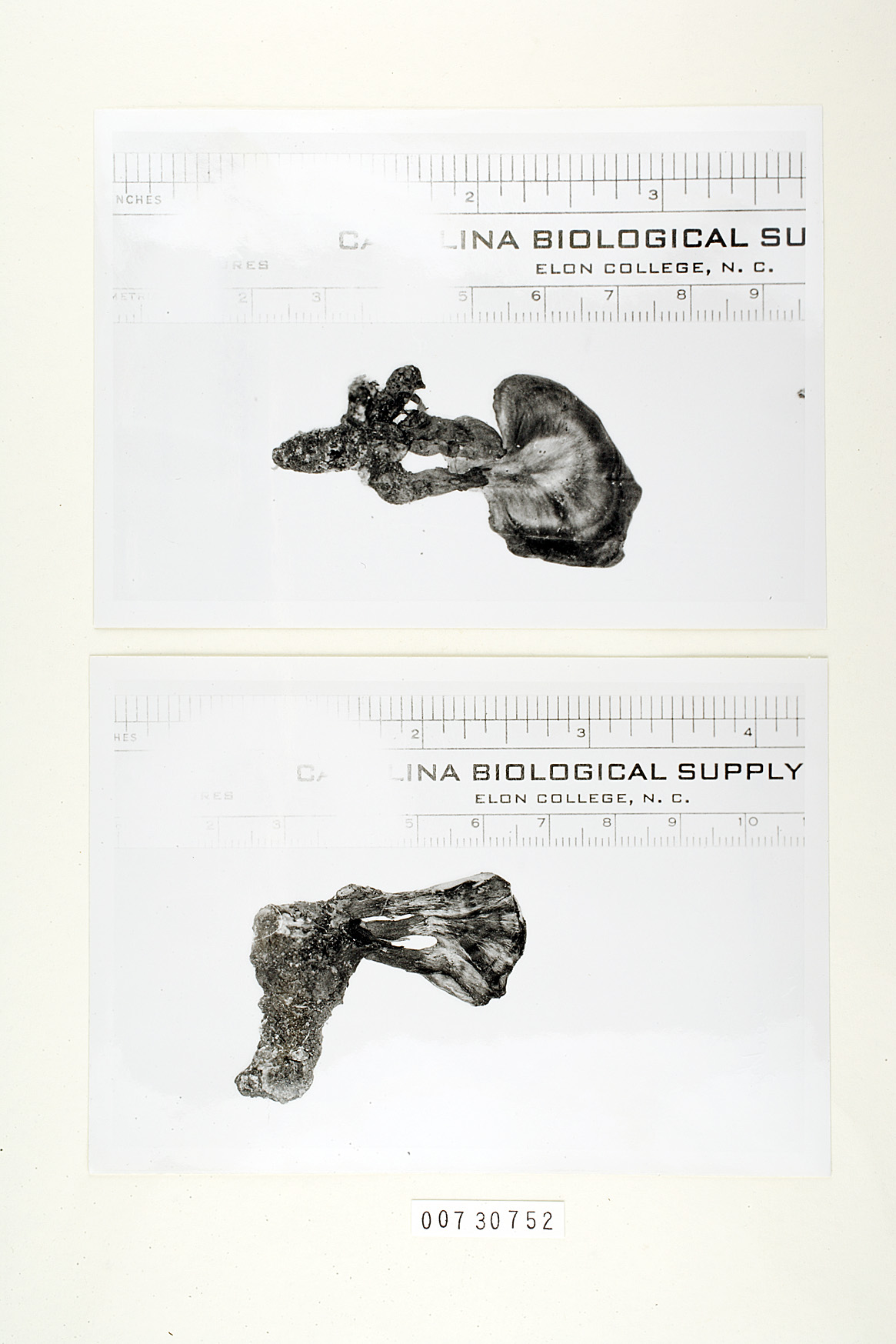 Polyporus inopinus image