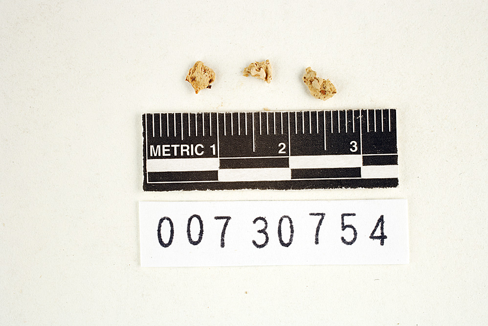Polyporus internus image