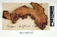 Polyporus lactifluus image