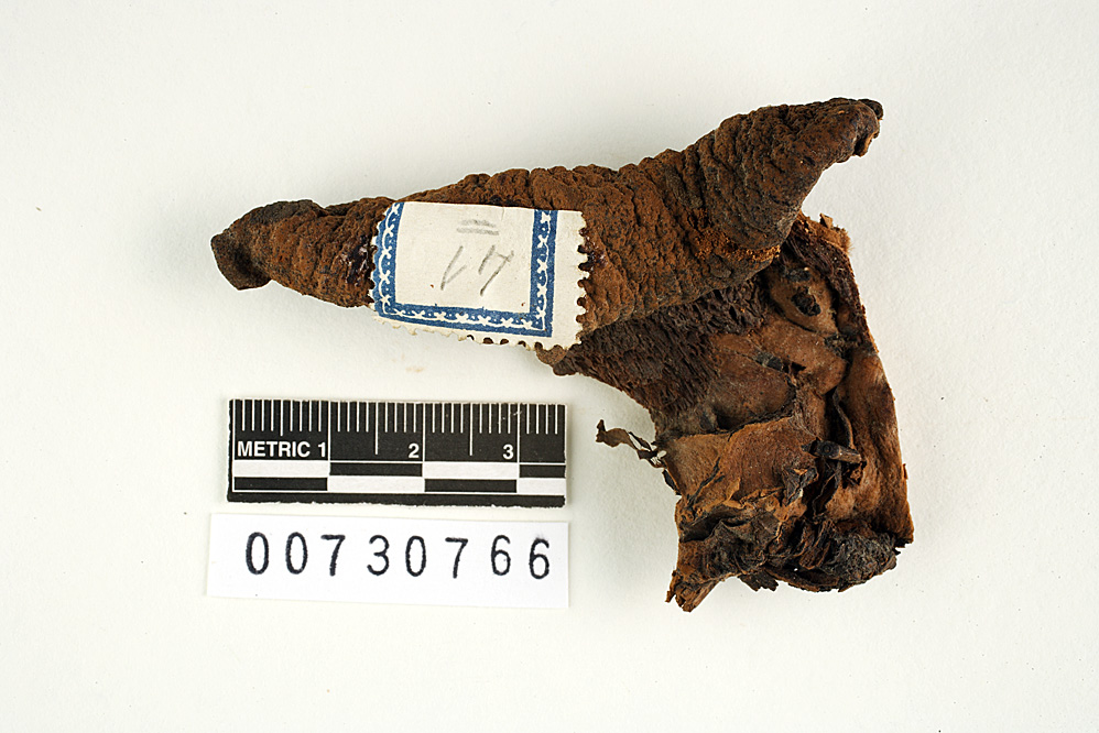 Polyporus laticeps image