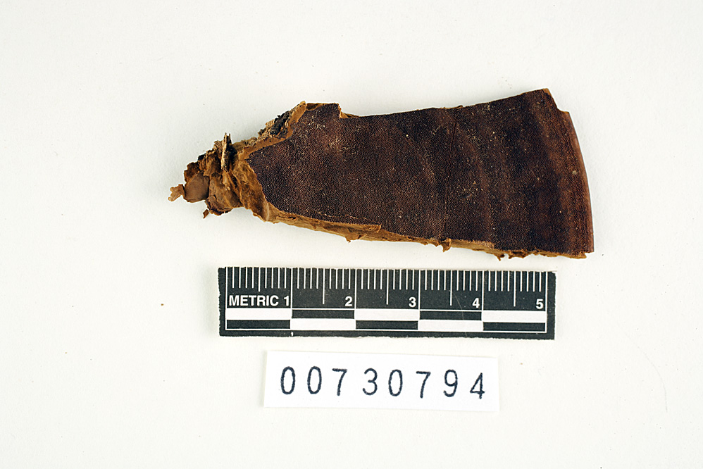 Polyporus luteoolivaceus image