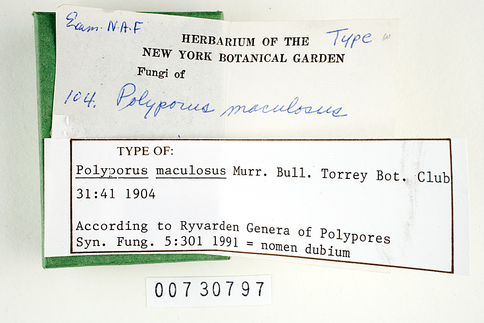 Polyporus maculosus image