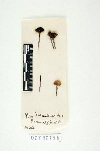 Polyporus guianensis image