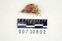 Perenniporia martia image