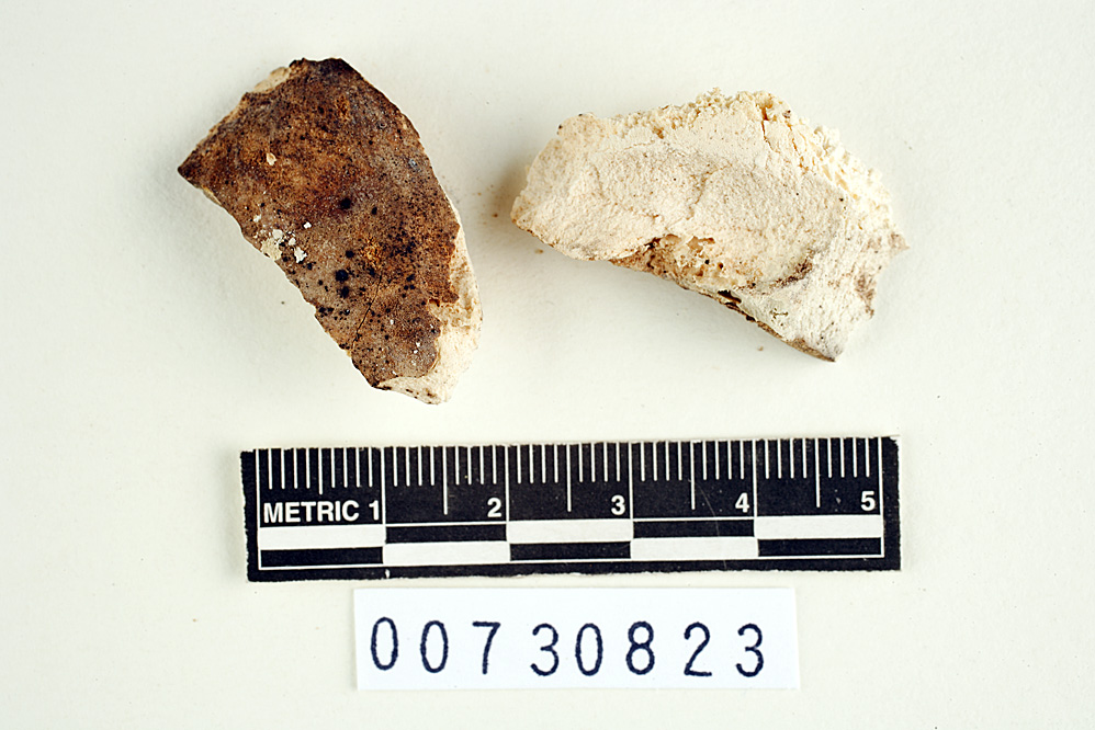 Polyporus naucinus image