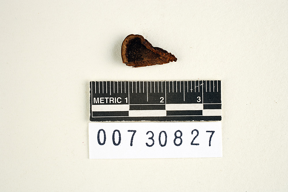 Phellinus nilgheriensis image