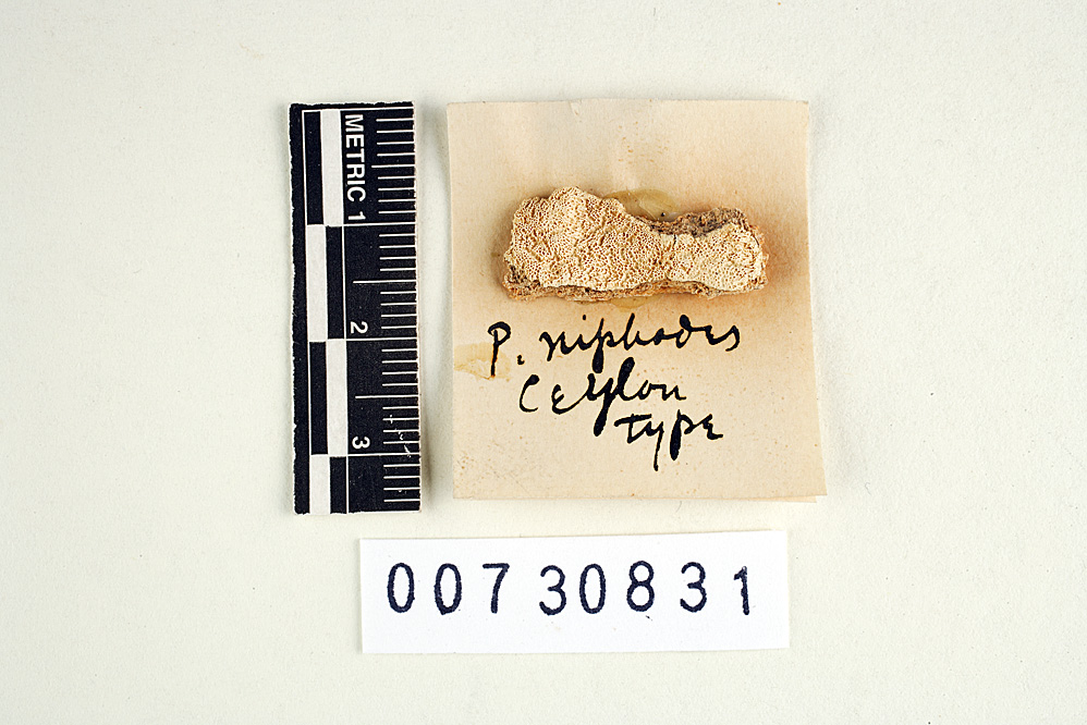 Polyporus niphodes image