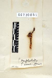 Polyporus omphalodes image