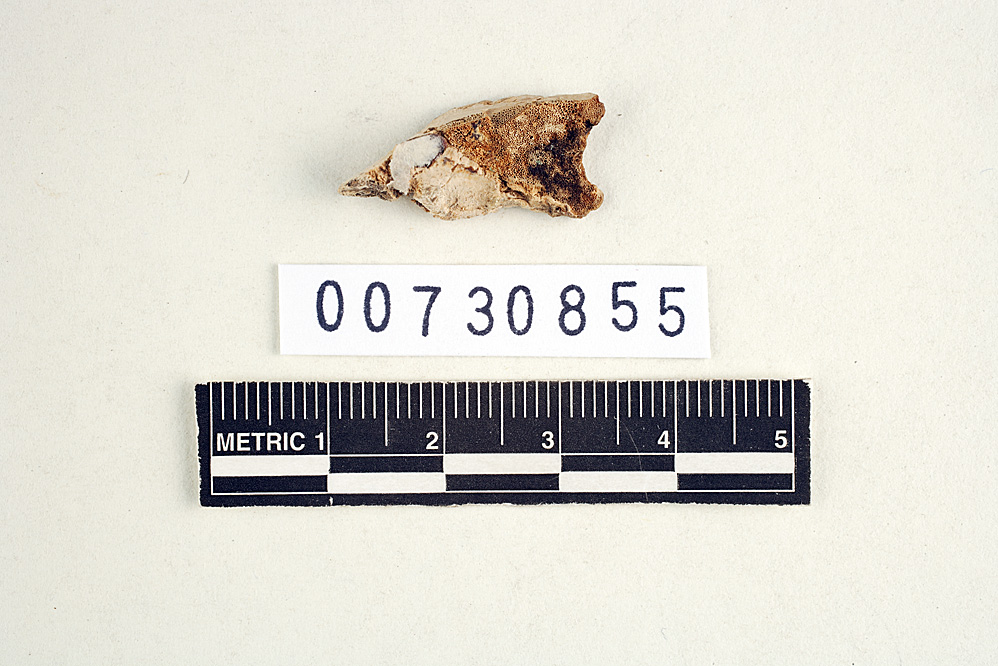 Fomitopsis ostreiformis image