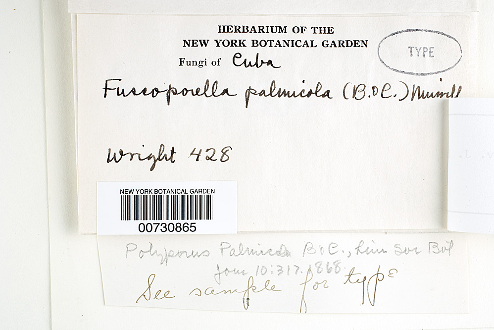 Phellinus palmicola image