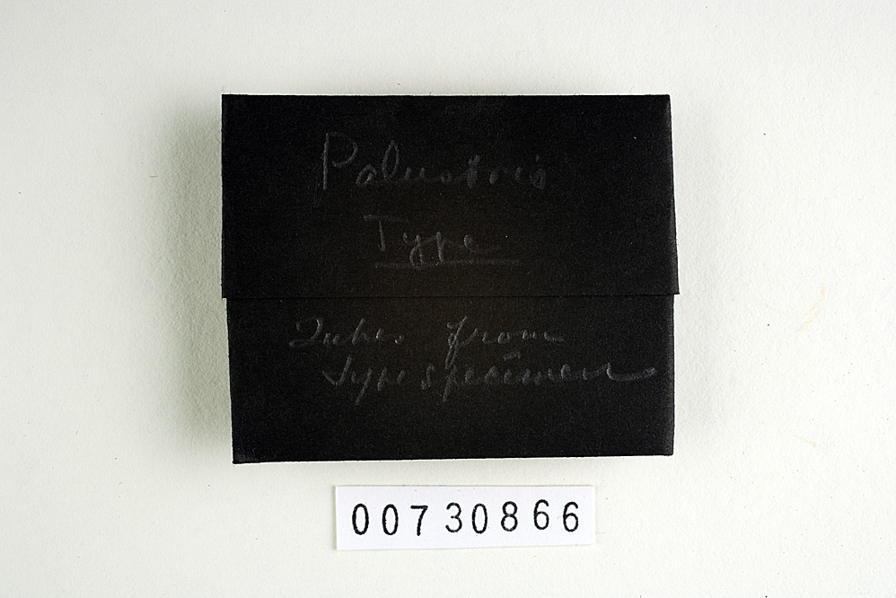 Fomitopsis palustris image