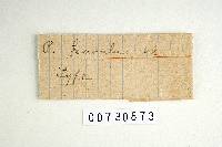 Trichaptum abietinum image