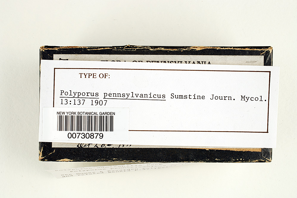 Polyporus pennsylvanicus image
