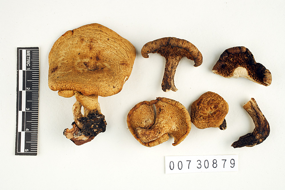 Polyporus pennsylvanicus image