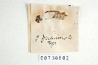 Laetiporus persicinus image