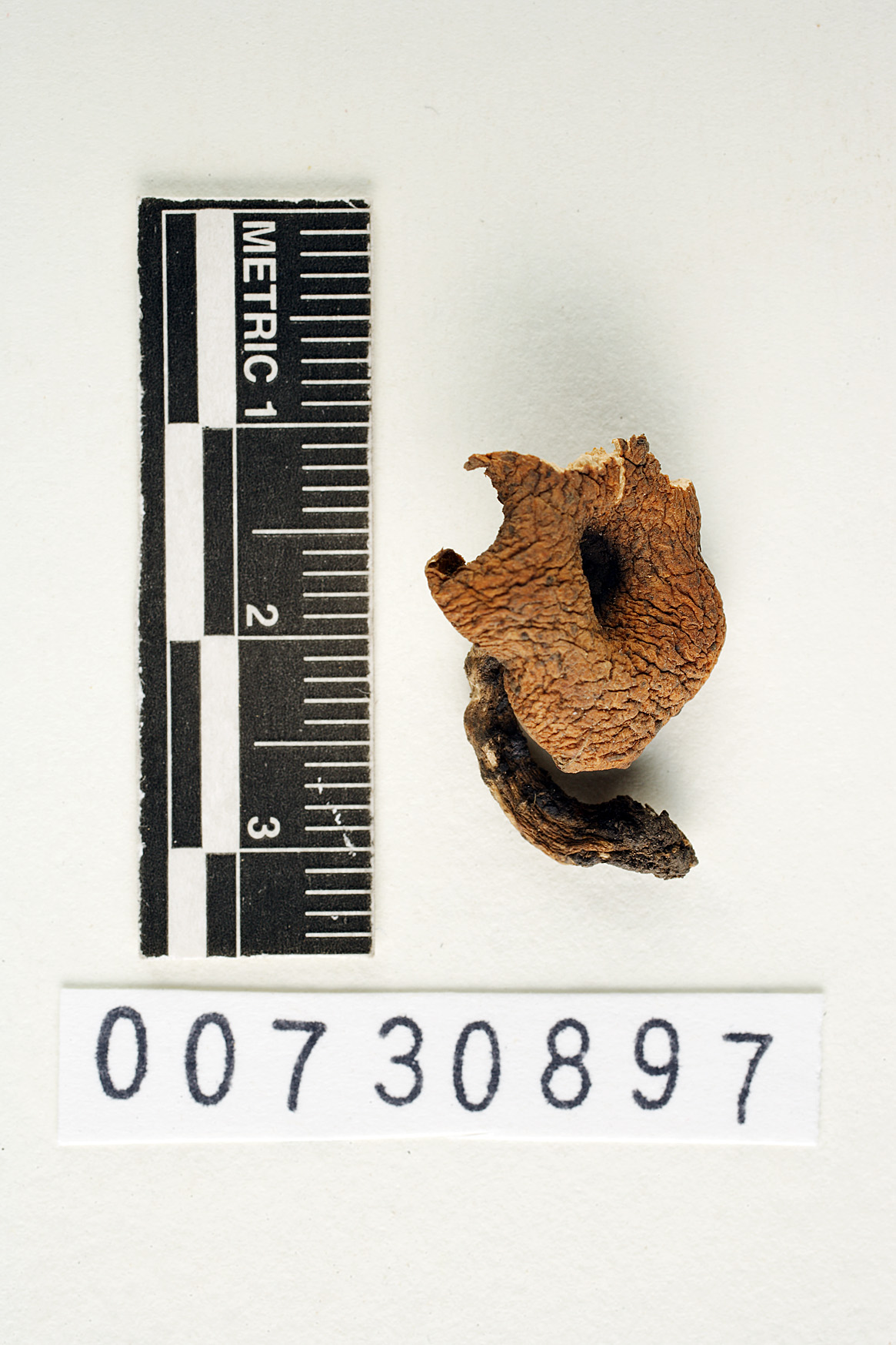 Polyporus platensis image